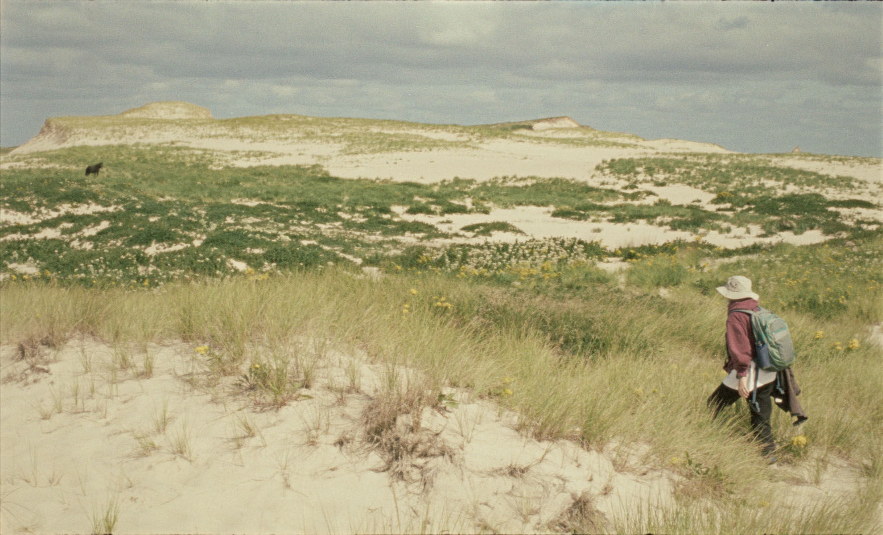 TERRESTRE