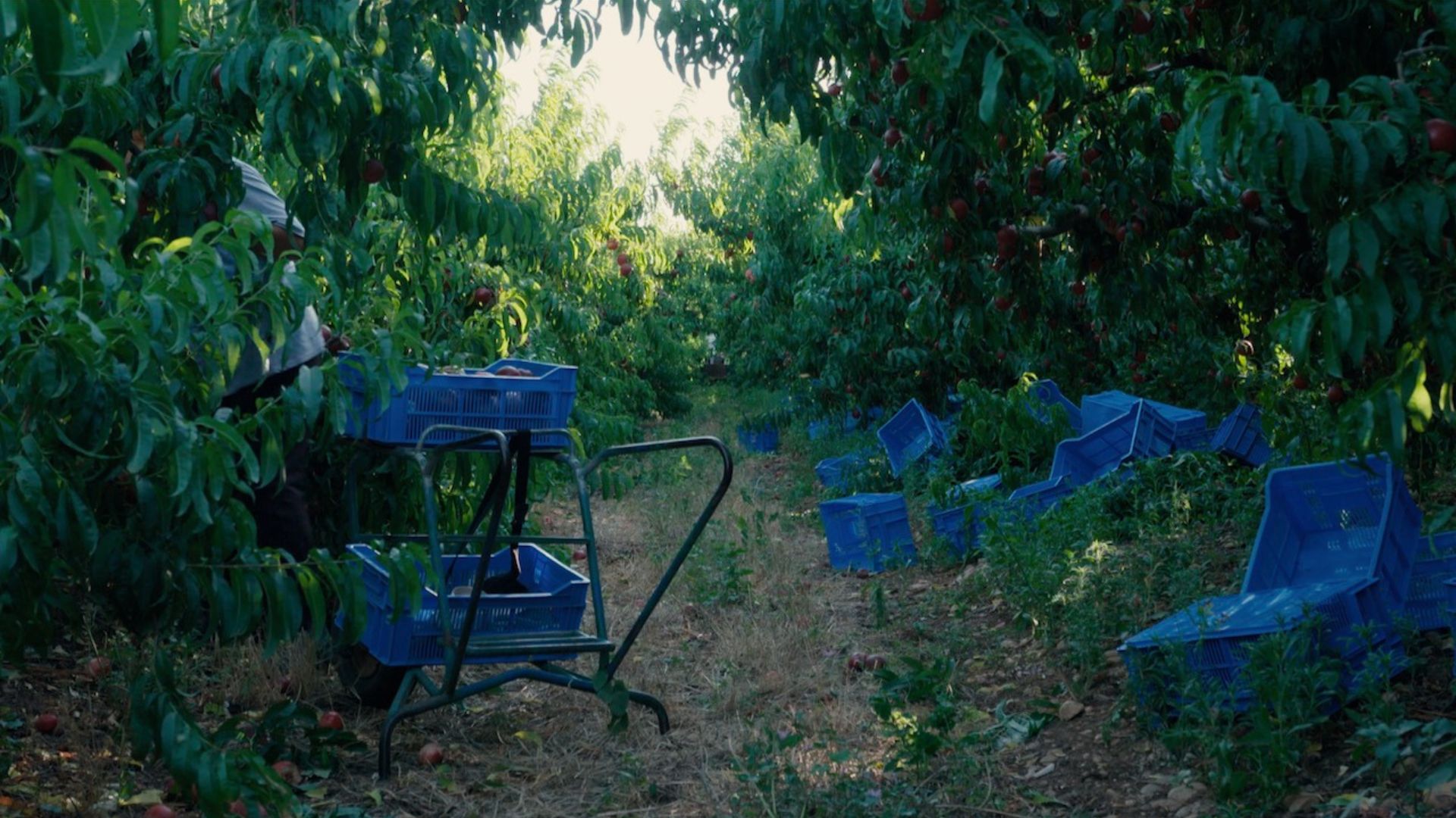LES ARRIÈRES-PAYS DE C. DEVRET-LOPEZ / FILM EN CHANTIER